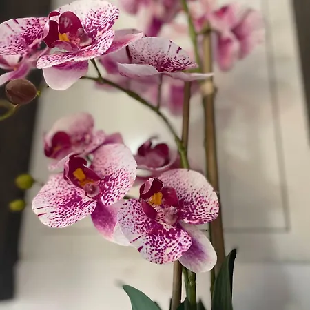 Nerezinka * Nerezine